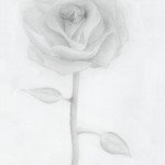 Rose In Pencil
